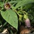 Atropa belladonna - fleurs, feuille