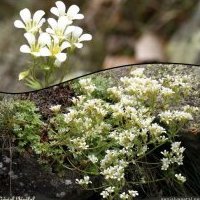 Saxifrage faux géranium, Saxifraga geranioides