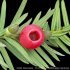 Taxus baccata - fruit