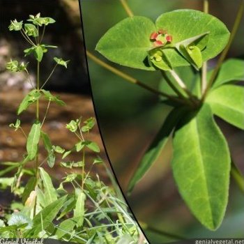 Euphorbe douce, Euphorbia dulcis s. incompta