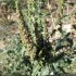 Amaranthus retroflexus - fruit