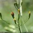 Crepis pulchra - inflorescence
