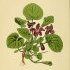 Viola odorata - wikimedia commons