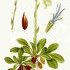Globularia vulgaris - wikimedia commons