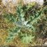 Onopordum acanthium - rosette