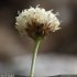Cephalaria leucantha - inflorescence