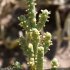 Sarcocornia fruticosa - fleurs