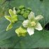 Bryonia dioica - Fleurs mâles