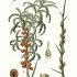 Hyppophae ramnoides - wikimedia commons