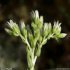Sempervivum globiferum s. allionii - inflorescence