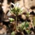 Saxifraga granulata - inflorescence