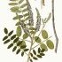 Amorpha fruticosa - wikimedia commons