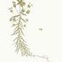 Euphorbia segetalis - wikimedia commons