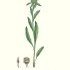 Centaurea uniflora - wikimedia commons