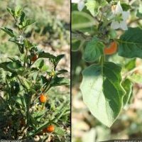 Morelle velue, Solanum villosum s. villosum