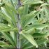 Lilium martagon - feuilles