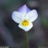 Viola arvensis - fleur