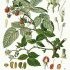 Rubus idaeus - wikimedia commons