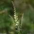 Teucrium scorodonia - inflorescence