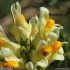 Linaria vulgaris - fleurs