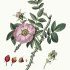 Rosa canina - wikimedia commons