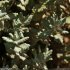 Teucrium aureum - feuilles