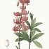 Lilium martagon - wikimedia commons