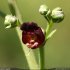 Scrophularia provincialis - corolle