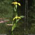 Iris pseudacorus - inflorescence