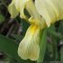 Iris lutescens - corolle