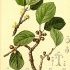 Rhamnus pumila - wikimedia commons