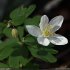 Isopyrum thalictroides - fleur