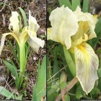Iris nain, Iris lutescens