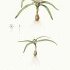 Allium chamaemoly - wikimedia commons