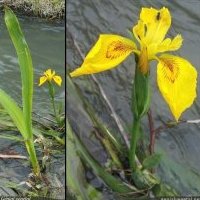 Iris des marais, Iris pseudacorus