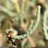 Sarcocornia fruticosa - rameaux