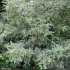 Euonymus europaeus - rameaux en fleur