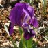 Iris lutescens - fleur