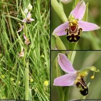 Ophrys abeille, Ophrys apifera