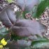 Berberis aquifolium - folioles