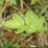 Valeriana officinalis s. sambucifolia - folioles