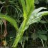 Cirsium monspessulanum - feuilles