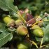 Quercus petraea - fruits