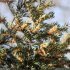 Taxus baccata - rameaux en fleur