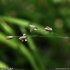 Melica uniflora - épillet