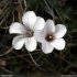 Linum suffruticosum s. appressum - fleur