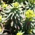 Euphorbia segetalis subsp. segetalis