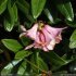 Rhododendron ferrugineum - fleurs