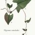 Fallopia convolvulus - wikimedia commons