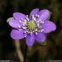 Anemone hepatica - Fleur